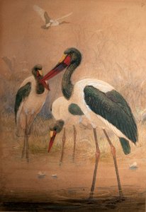 Saddle-billed Stork